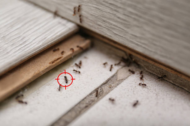 Professional Pest Control in Atchison, KS