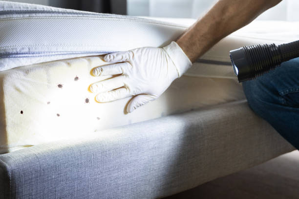 Best Wasp Removal Services  in Atchison, KS