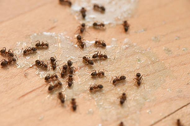 Best Cockroach Control Services  in Atchison, KS